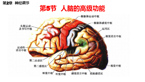 人脑的高级功能ppt课件