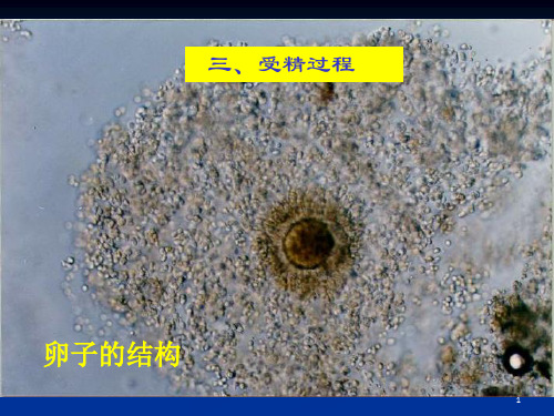 家畜繁殖学课件-第5章受精、妊娠与分娩(1)