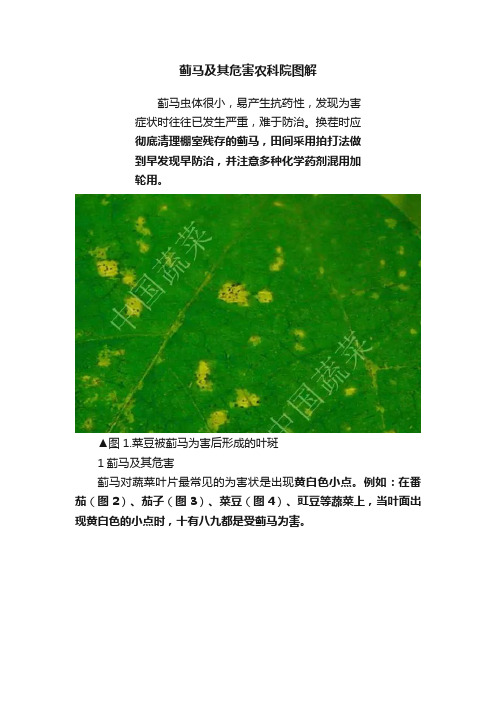 蓟马及其危害农科院图解