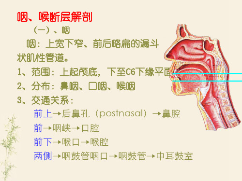 咽喉解剖课件