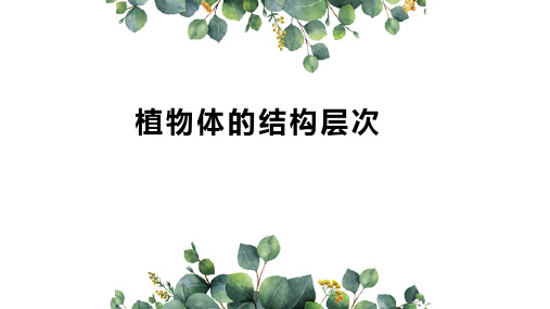 植物体的结构层次  公开课