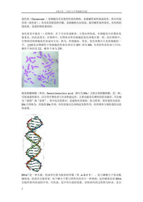 遗传算法中的染色体基础知识