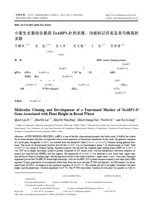 小麦生长素结合基因TaABP1-D的克隆、功能标记开发及其与株高的关联