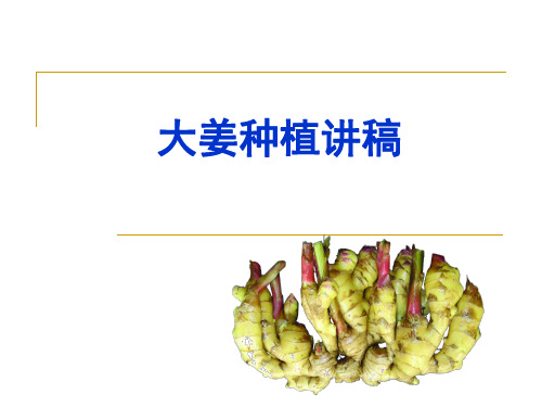 大姜种植讲座