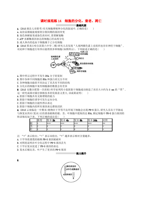 2020版高考生物第4单元细胞的生命历程课时规范练14细胞的分化、衰老、凋亡新人教版