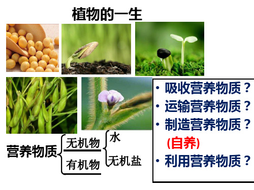 植物的吸收、运输、蒸腾、光合、呼吸作用2