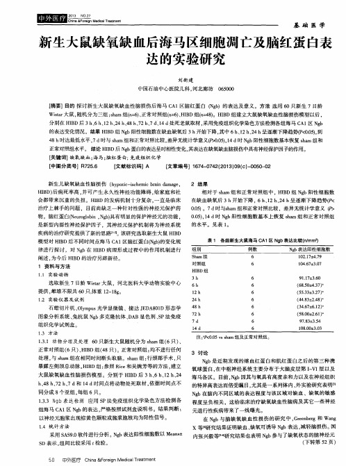 新生大鼠缺氧缺血后海马区细胞凋亡及脑红蛋白表达的实验研究