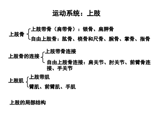 上肢骨、关节、肌及局部结构