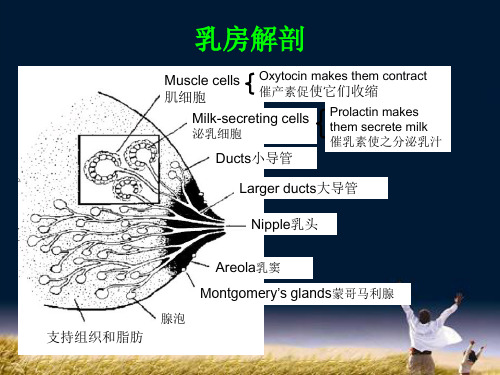 母乳喂养指导ppt课件