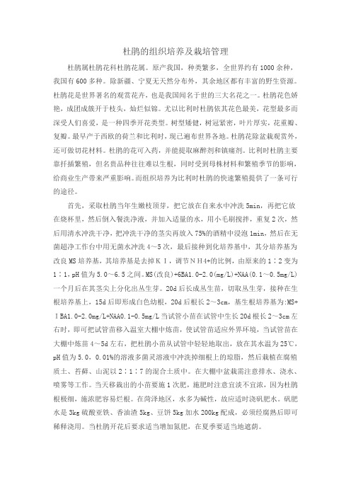 杜鹃的组织培养及栽培管理