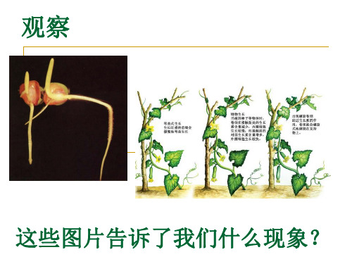 植物的运动