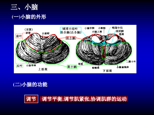 11-神经系统-2 动物学课件