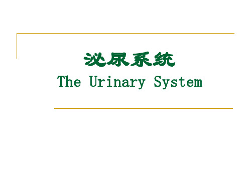 泌尿系统(The Urinary System)