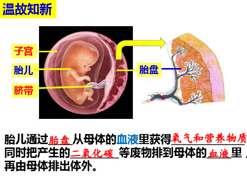 遗传的物质基础(课件)