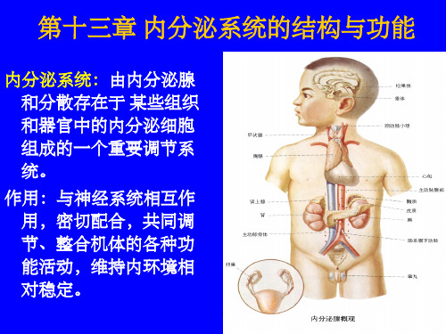 内分泌系统的结构与功能