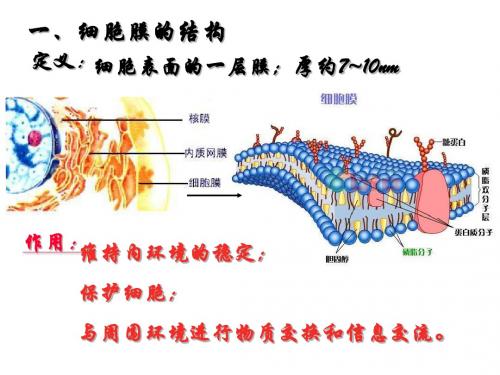 沪科版生命科学高一上第3章《生命的结构基础》