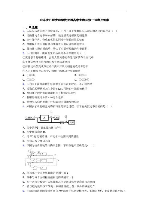 山东省日照青山学校普通高中生物必修一试卷及答案