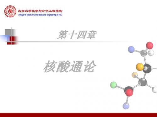 14-核酸通论