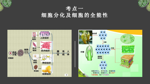 高三一轮复习生物：考点一 细胞分化及细胞的全能性课件