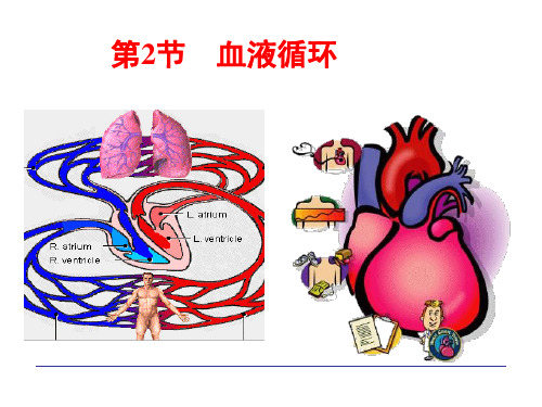 《人体生理学》课件