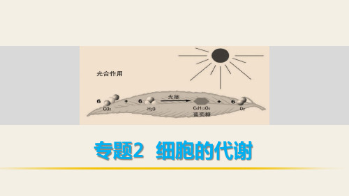 【步步高】(四川专用)高考生物二轮复习 考前三个月 专题2 细胞的代谢 考点9 聚焦光合作用与细胞呼吸的实