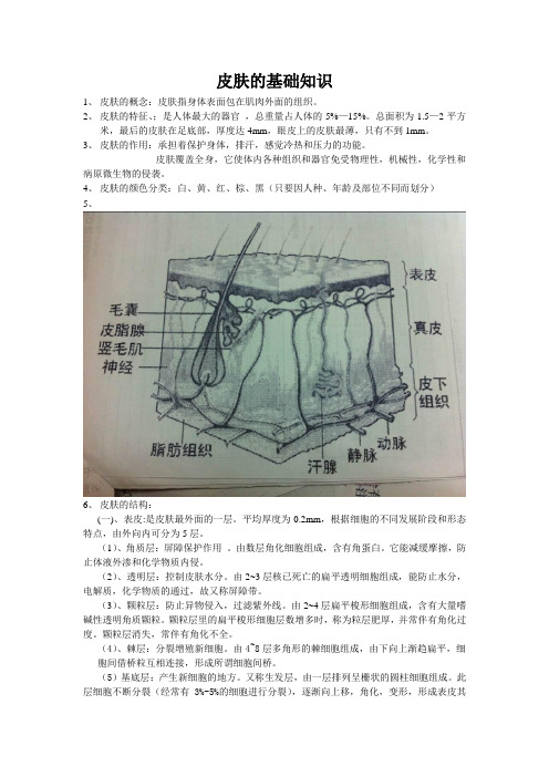 皮肤的基础知识