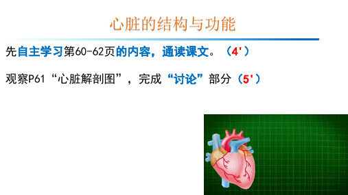 心脏的结构和功能(第一课时)课件-七年级人教版生物下册