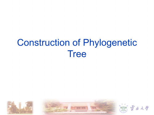 系统进化树画树 phylogenetic tree