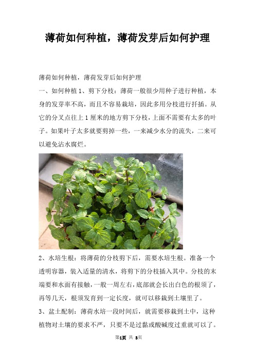 薄荷如何种植,薄荷发芽后如何护理