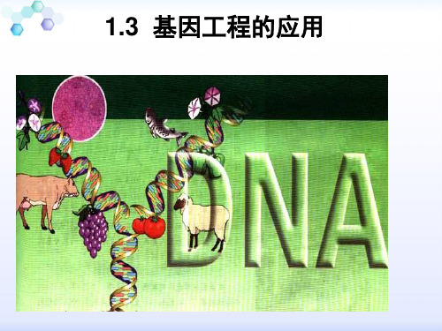 基因工程药物异军突起转基因抗乙肝西红柿