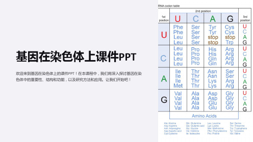 基因在染色体上课件PPT