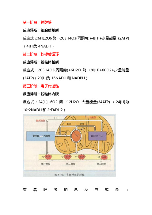 有氧呼吸的三个阶段方程式