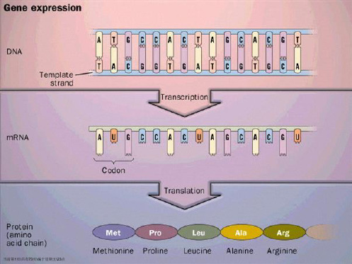 第十三蛋白质的生物合成