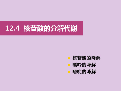 12.4+核苷酸的分解代谢 (1)