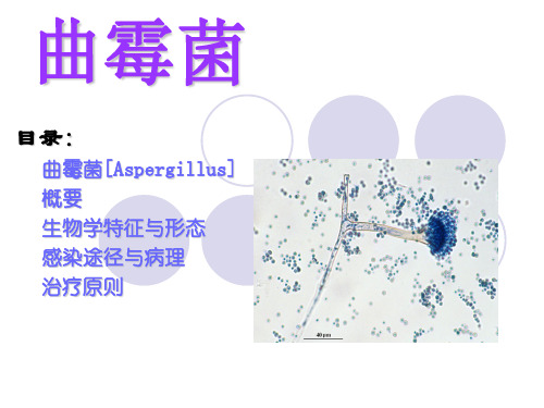 黄曲霉群的一种常见腐生真菌