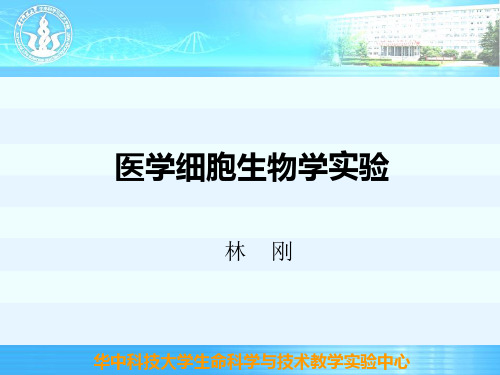 显微镜的结构及使用方法、动物细胞形态结构的观察