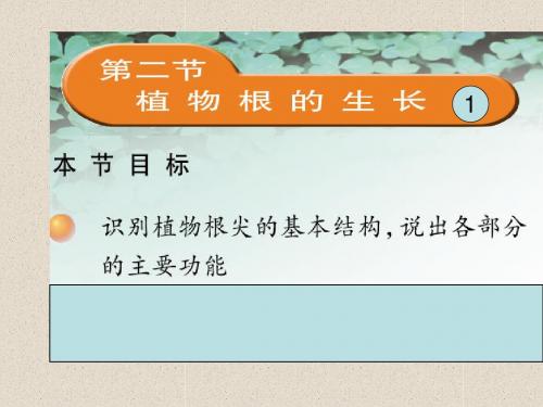 江苏省南京市六合区雄州初级中学七年级生物上册：3.5.2植物根的生长 课件(共33张PPT)