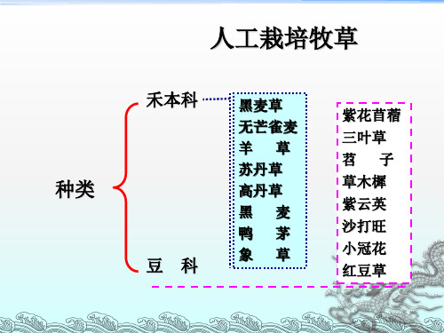 《常见栽培牧草》PPT课件