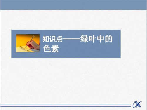 知识点-绿叶中的色素