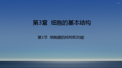 人教版2019高中生物必修一分子与细胞3.1细胞膜的结构和功能(共24张PPT、1份视频).ppt