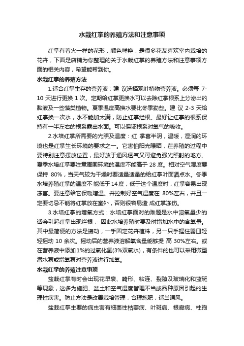 水栽红掌的养殖方法和注意事项