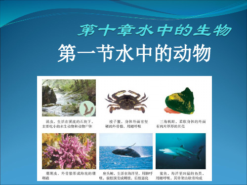 苏科版七下生物 10.1 水中的动物 课件   (共16张PPT)