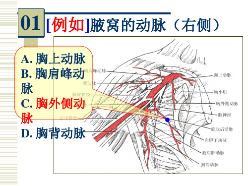 系解实验16人体解剖教研室系统解剖标本实物图片考试课件