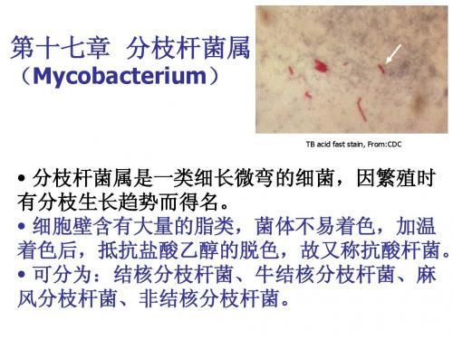 第17章 分枝杆菌属