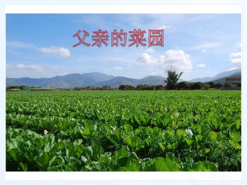 新课标人教版小学四年级语文下册:28、父亲的菜园PPT、优质教学课件