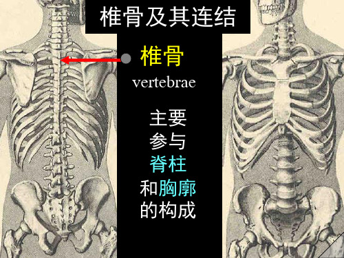 小儿脊柱生理弯曲形成