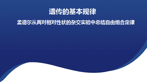 1.2孟德尔从两对相对性状的杂交实验中总结出自由组合定律高一下浙科版2019必修2