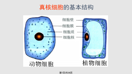 高中生物细胞器PPT课件