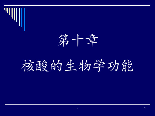 动物生物化学-核酸的生物学功能PPT课件
