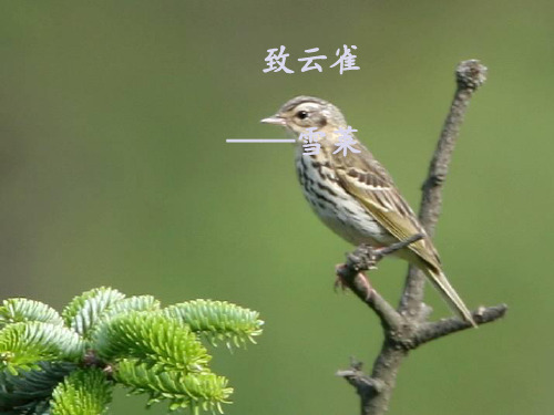 统编版高中语文上册《致云雀》课件